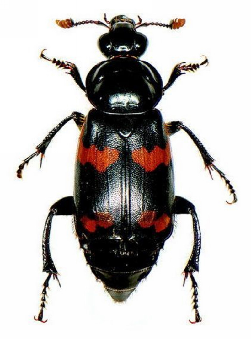  p data-id="gnwuavksku">食尸虫,又叫埋葬虫,属于 a target="_blank"