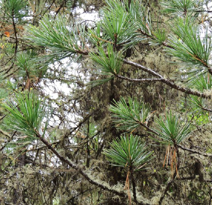  p>新疆五针松(学名: i>pinus sibirica /i> (loud.