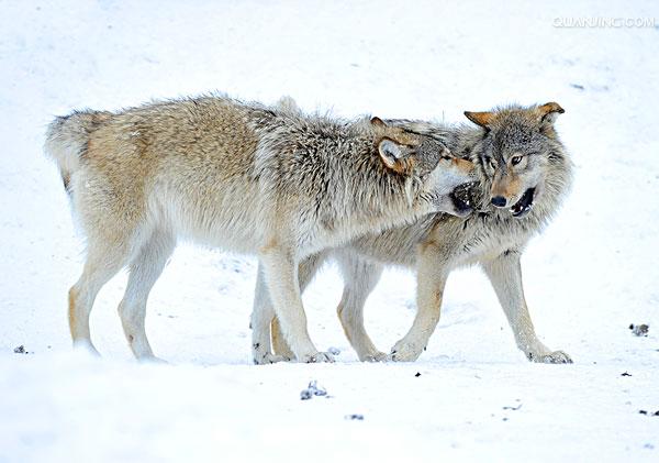  p>苔原狼 i>(学名:canis lupus albus) /i>是灰狼的一个亚种,属于