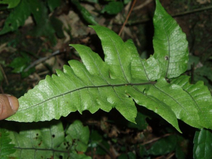 smith),为金星蕨科植物羽裂圣蕨的根茎,具有补脾和胃功效. /p>