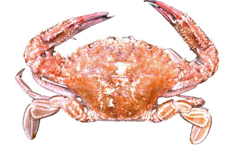 芙蓉蝤蛑(55芙蓉)