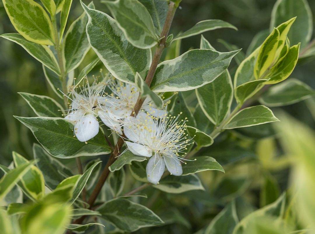  p>香桃木属(学名:myrtus linn), a href="#" data-lemmaid="8702298"