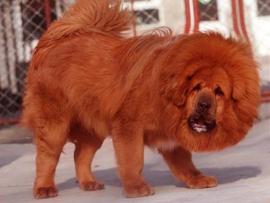 tibetan mastiff