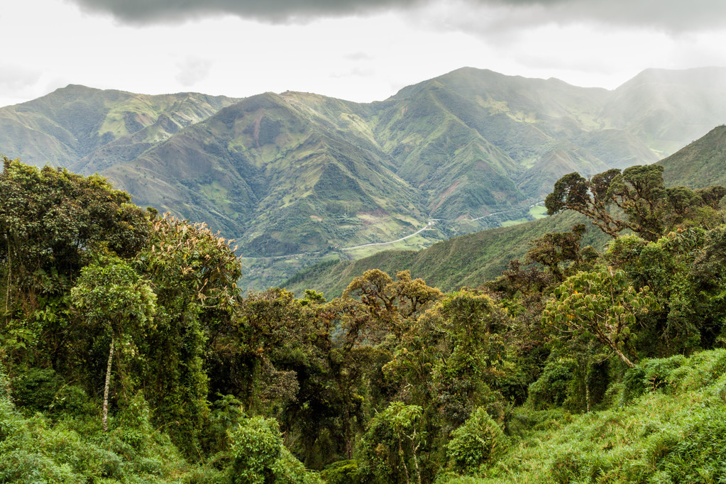  p>南方林区(东南林区)是我国的第三大天然林区,主要包括秦岭,淮河以