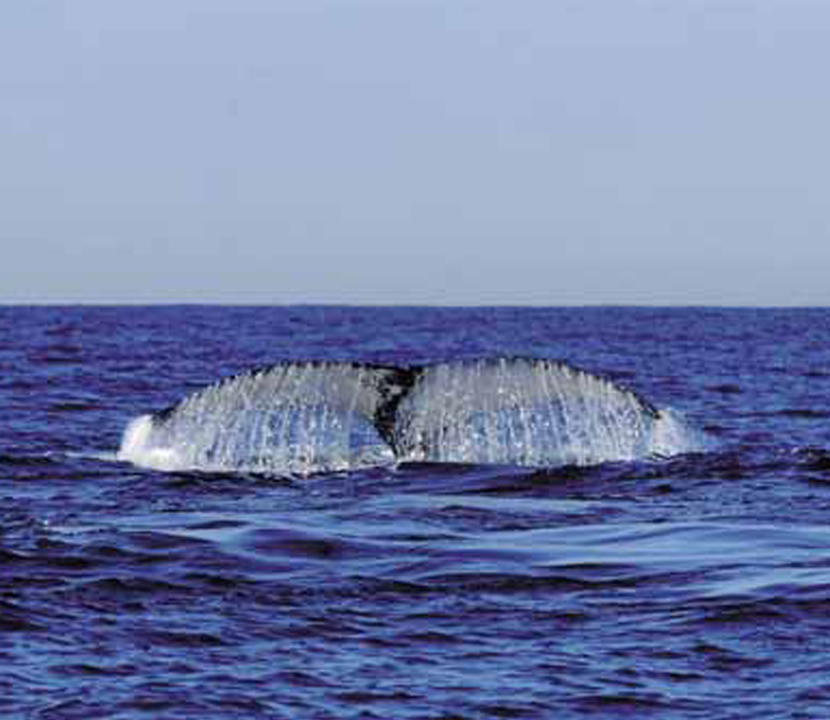  p>露脊鲸 i>(拉丁学名:eubalaena japonica) /i>,是 a target="