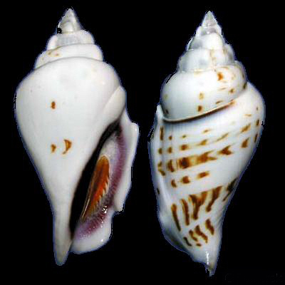  p>驼背凤凰螺(学名: i>gibberulus gibberulus gibbosus /i>):成贝长