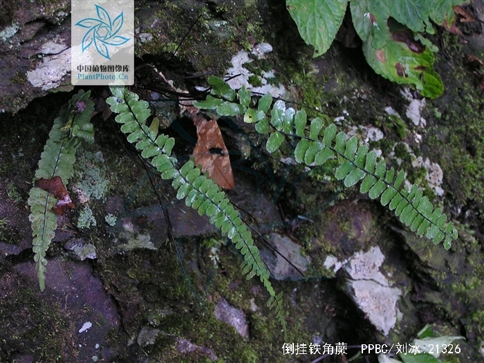  p>倒挂铁角蕨(学名:asplenium normale don)为铁角蕨属下的一个植物