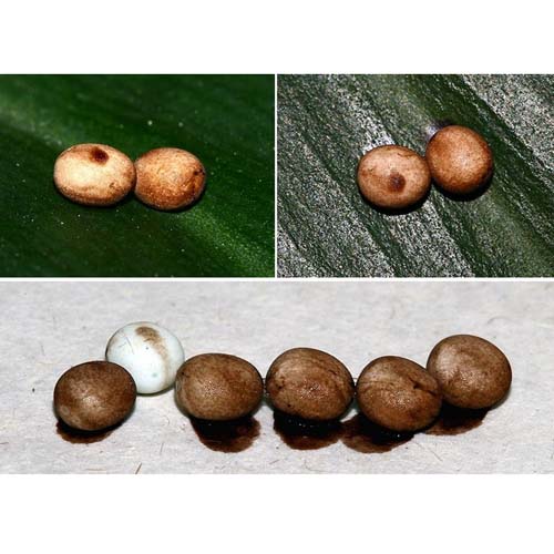  p>卵壳是 a href="#" data-lemmaid="5598782">卵生动物 /a>卵子外面