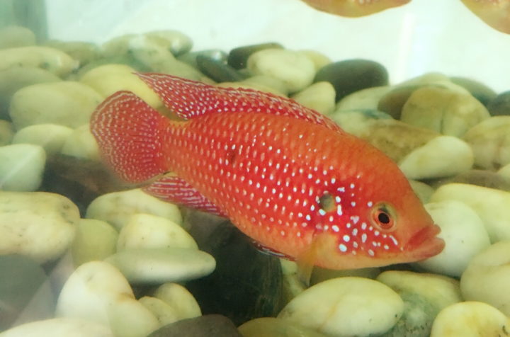  p>红宝石鱼属非三湖慈鲷类的 a href="#" data-lemmaid="571031">