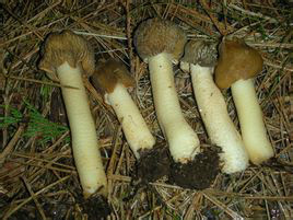  p>担子果一年生,平伏,像棉絮一样紧贴在枯死的苔藓和附近地面上,形成