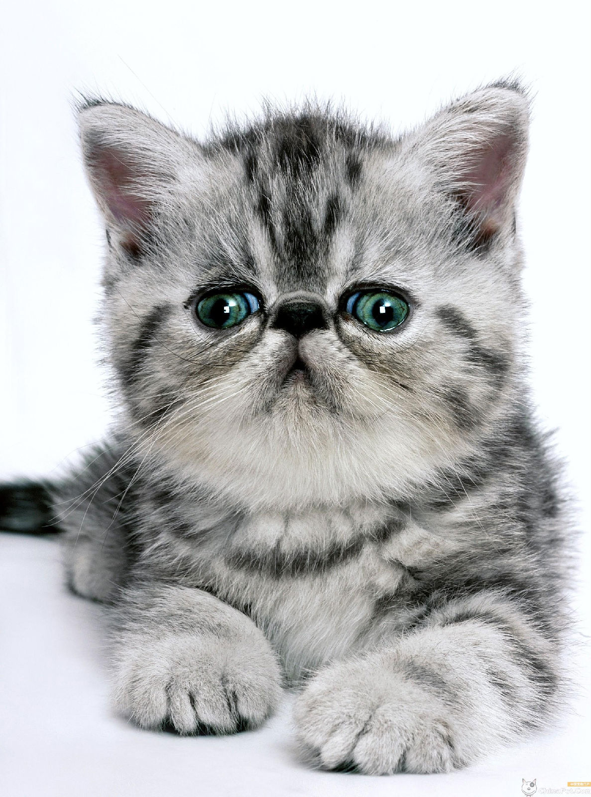 href="#">短毛猫 /a>和 a href="#" data-lemmaid="585">波斯猫 /a>