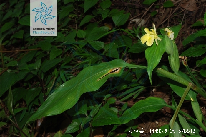  p>大苞姜为姜科植物,生长在森林中荫湿或瀑布附近,多年生细弱草本,株