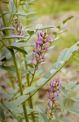  p>胀果甘草( i>glycyrrhiza inflata /i>  batalin),多年生 a>草本 