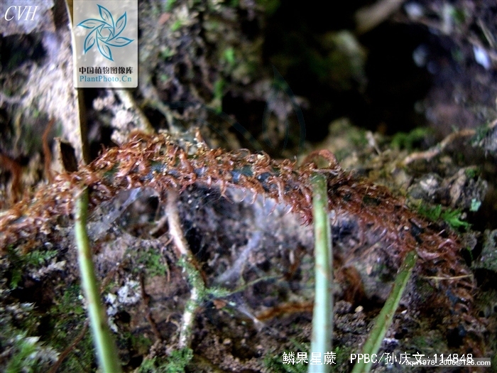  p>鳞果星蕨(学名:lepidomicrosorum buergerianum (miq.