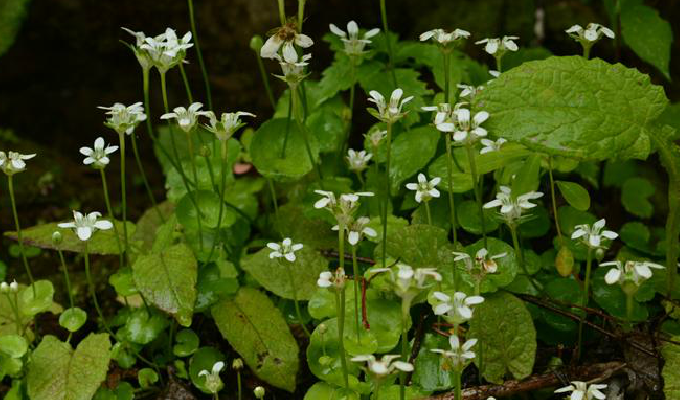  p> b>突隔梅花草 /b>(学名: i> b>parnassia delavayi /b> /i>)为