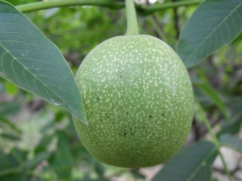  p>辽宁7号核桃(juglans regia cv.