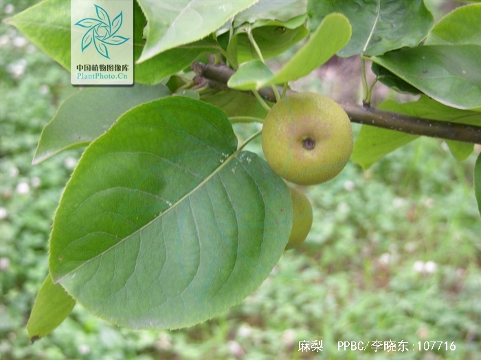  p>麻梨(学名: i>pyrus serrulata  /i> rehd.