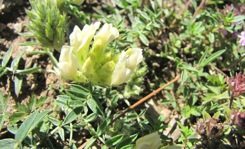  p>白花棘豆(学名:oxytropis subfalcata hance var. albiflora c. w.