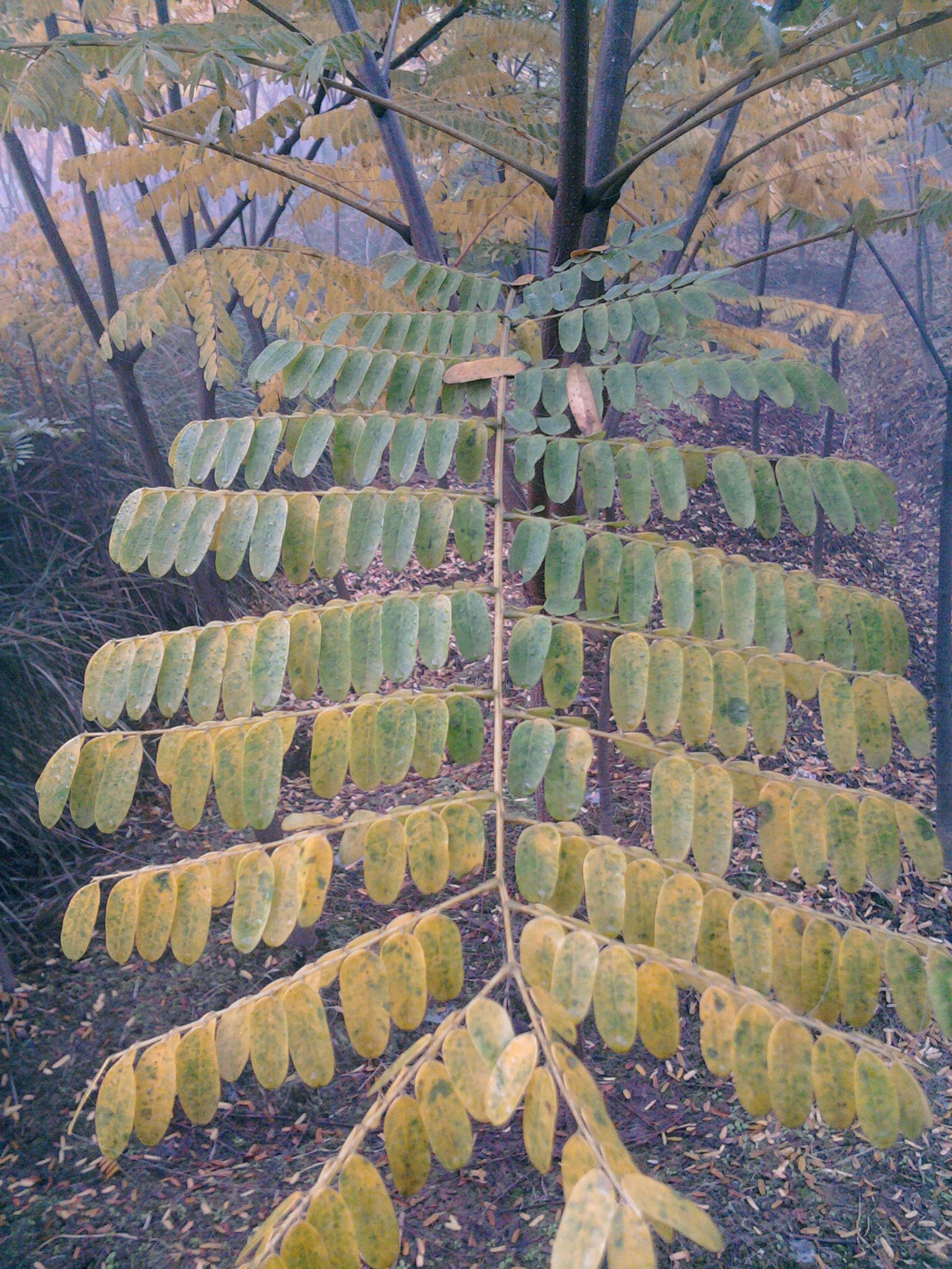 chinensis baill)别名肉皂荚,四月红,油皂,是一种落叶乔木,无刺,高达5
