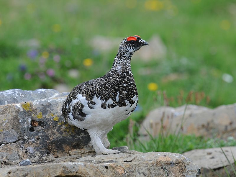  p>雷鸟属(学名: i>lagopus /i>):共有3种.