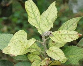 苹果树缺铁失绿病