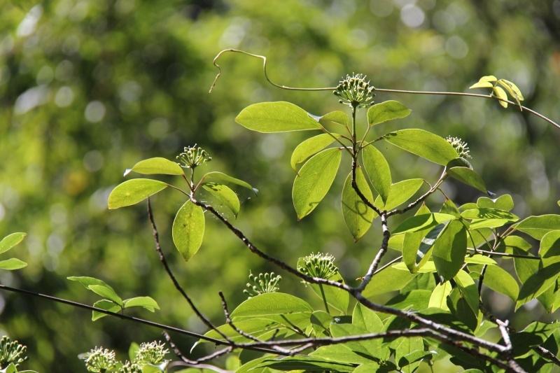  p>树参(学名: i>dendropanax dentiger /i> (harms) merr.