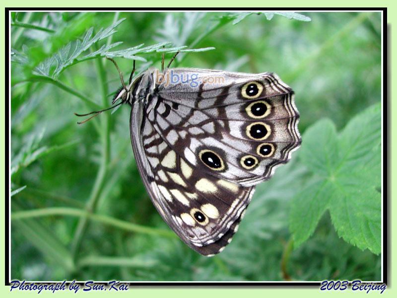 多眼蝶