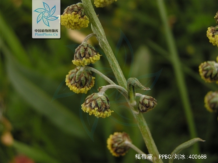 artemisia phaeolepis