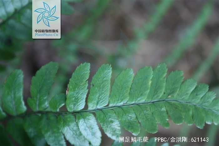  p>黑足鳞毛蕨(学名: i>dryopteris fuscipes /i> c. chr.