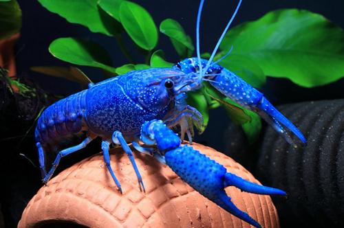 blue别名:electric blue lobster (电蓝色龙虾)佛罗里达蓝螯虾 简称