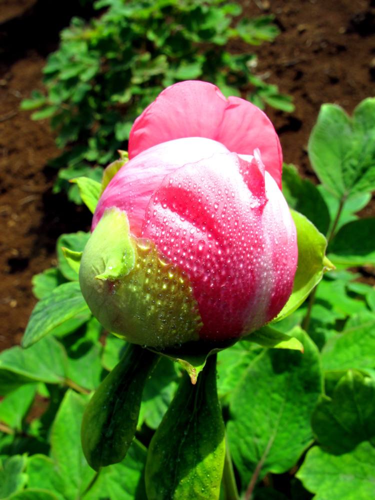  p>藤牡丹属(学名:diplectria blume ex reichenb.