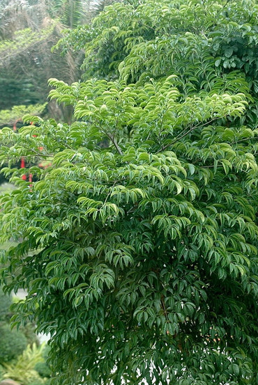 心叶幌伞枫(变种)