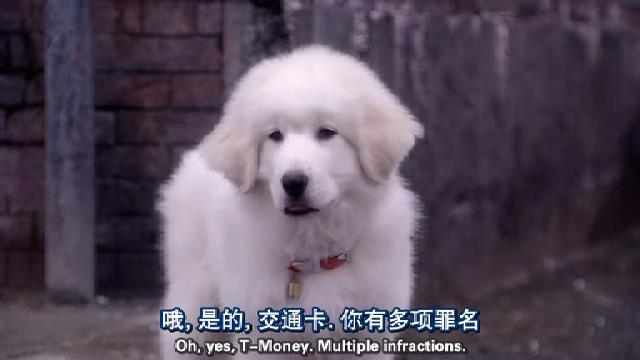 全面搜寻圣诞狗狗