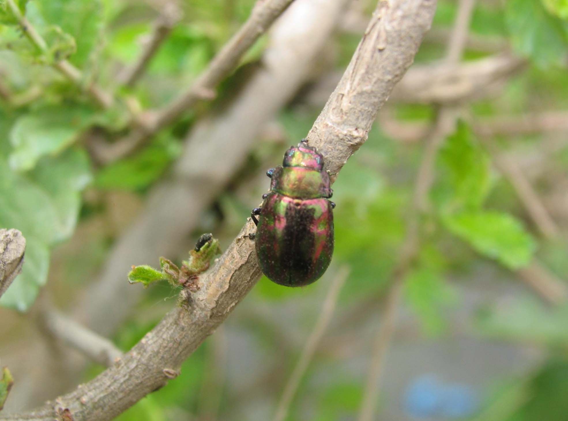  p>榆紫叶甲是属鞘翅目,叶甲科的昆虫.又叫 a>榆紫金花虫 /a>.