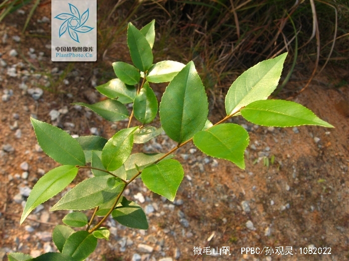  p>微毛山矾(学名: i>symplocos wikstroemiifolia /i> hayata)是 a