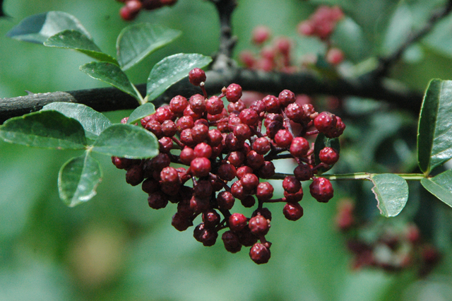  p>雷波花椒(学名:zanthoxylum leiboicum huang)是芸香科花椒属植物