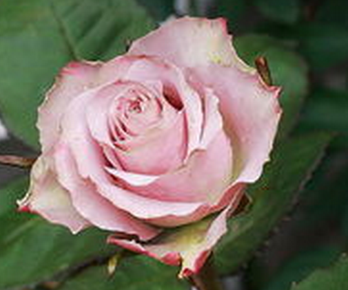  p data-id="gn5bh1fpbp">荷兰老人,是一种蔷薇科,蔷薇属的月季品种.