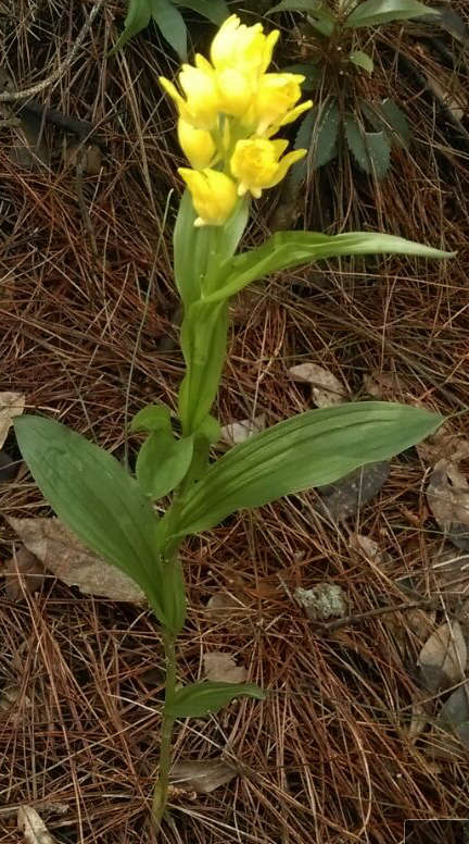 金兰 中药 百度百科