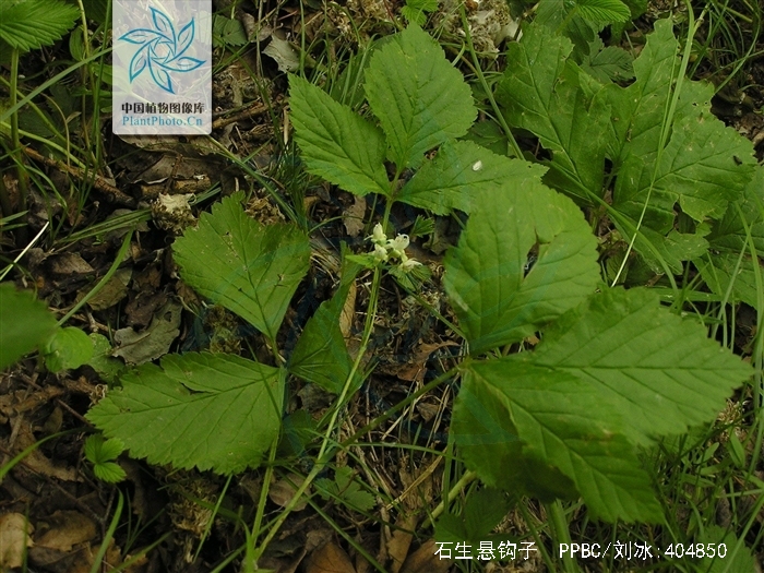  p>石生悬钩子(学名: b>rubus /b>  b>saxatilis /b> l.