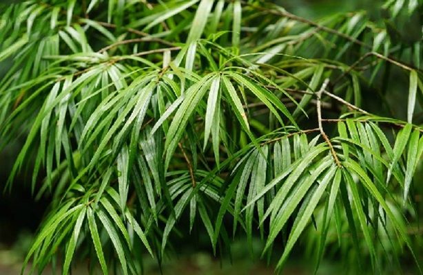  p>海南油杉(学名: i>keteleeria hainanensis /i> chun et tsiang)是