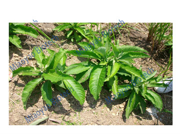  p>冰片,又名片脑,桔片,艾片,龙脑香, a target="_blank" href="/item