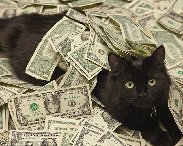 炫富猫