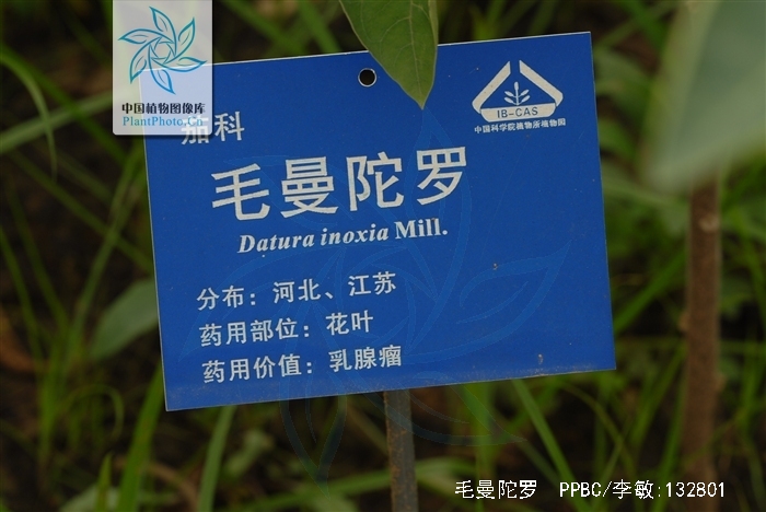  p>毛曼陀罗(学名: i>datura innoxia /i> mill.)是茄科曼陀罗属植物.