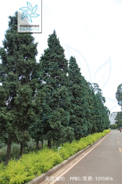  p>美国扁柏(学名: i>chamaecyparis lawsoniana /i> (a. murr.