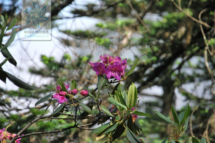  p>洁净红棕杜鹃(变种),种拉丁名rhododendron rubiginosum,为杜鹃花