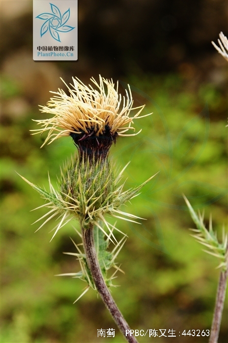 cirsium argyraneanthum