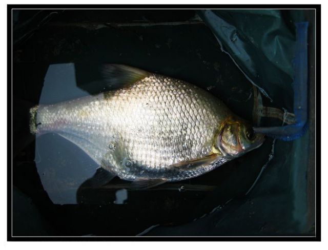  p>苍圆帆鱼(学名:  i>c.