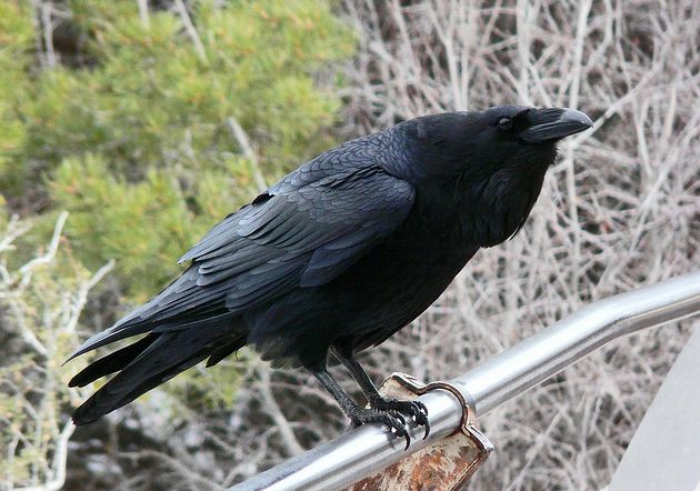  p>渡鸦(学名: i>corvus corax /i>):是一种全身黑色的大型 a href="