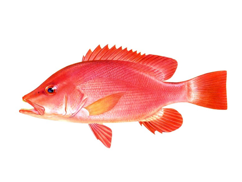  p>红笛鲷(学名: i>lutjanus sanguineus /i>)是笛鲷科,笛鲷属鱼类.
