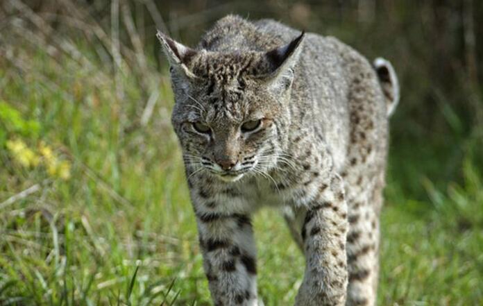 href="#" data-lemmaid="243226">短尾猫 /a>的亚种之一